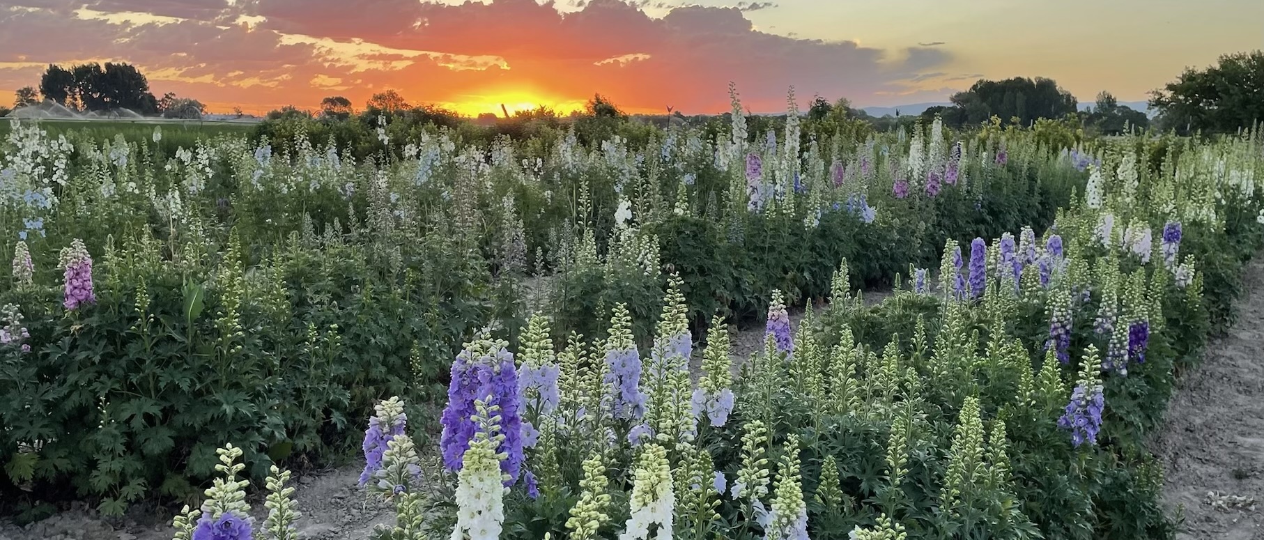 Sunset delphinium stems